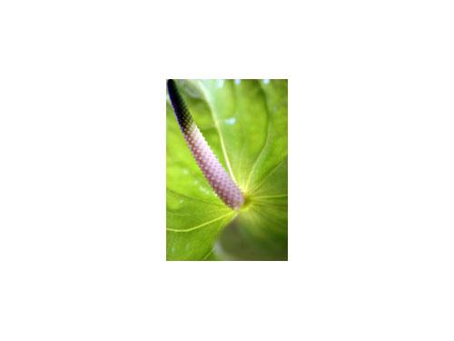 Pure - Anthurium (#AA_DODD_J_3003)