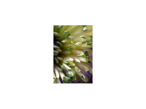 Pure - Do they bite?  (#AA_DODD_J_3007)