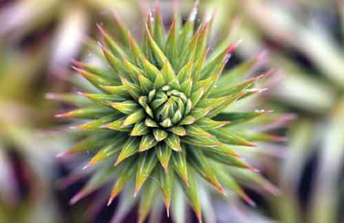 Pure - Star (#DODD_J_3025)