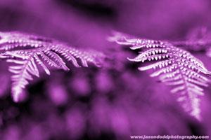 Pure - Purple Fern (#AA_DODD_J_3026)