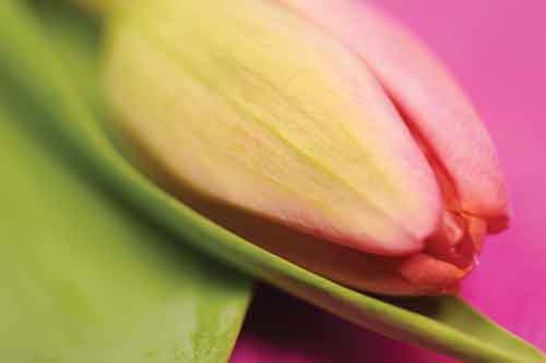 Pure - Tulip Bud (#AA_DODD_J_3028)