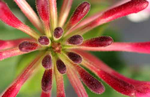 Pure - Buds (#DODD_J_3029)