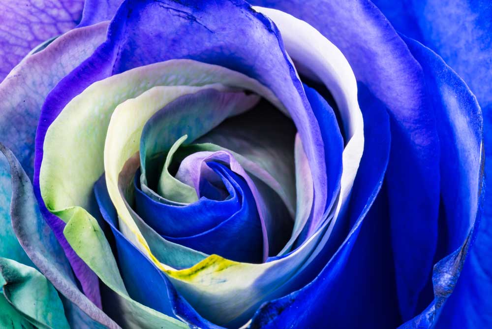 Full Bloom - Rainbow Rose (#AA_FBLOOM_01)