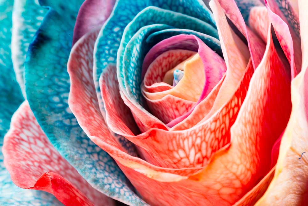 Full Bloom - Pastel Rose I (#AA_FBLOOM_02)