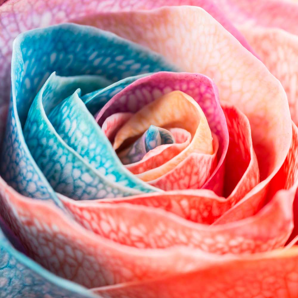 Full Bloom - Pastel Rose II (#AA_FBLOOM_03SQ)