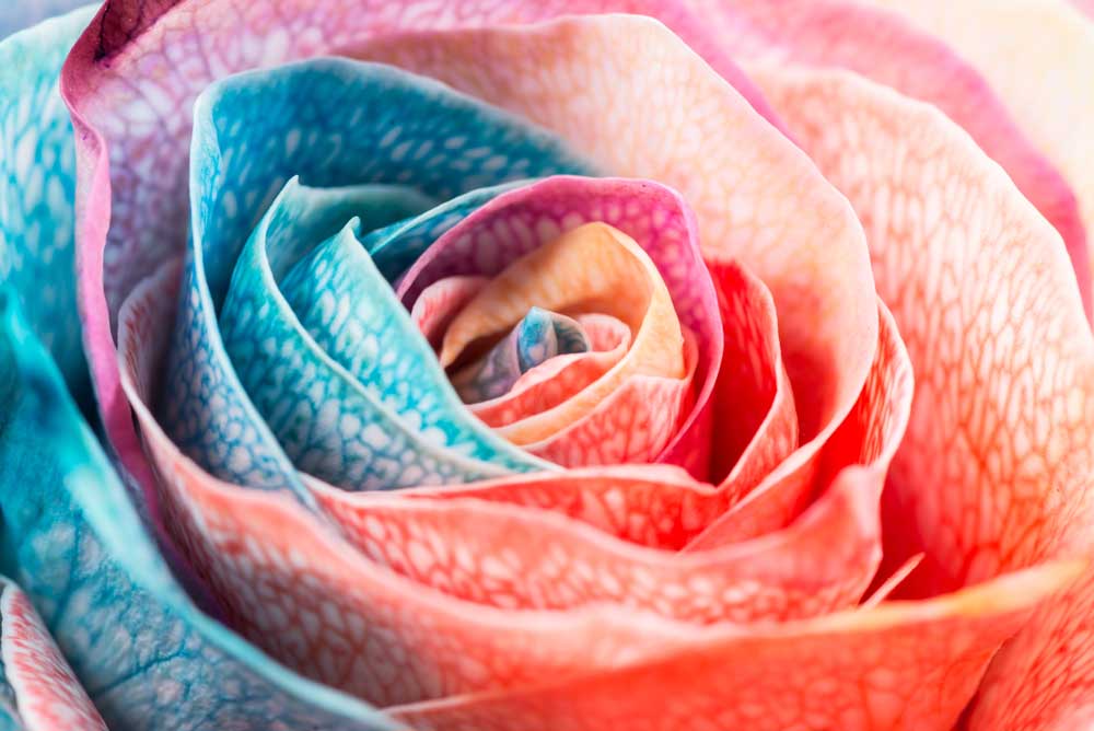 Full Bloom - Pastel Rose II (#AA_FBLOOM_03)