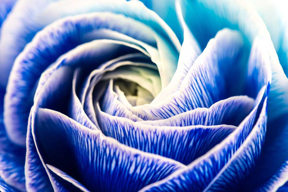 Full Bloom - Ranunculus (#AA_FBLOOM_04)