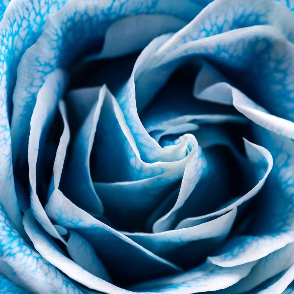 Full Bloom - Blue Rose (#AA_FBLOOM_05SQ)