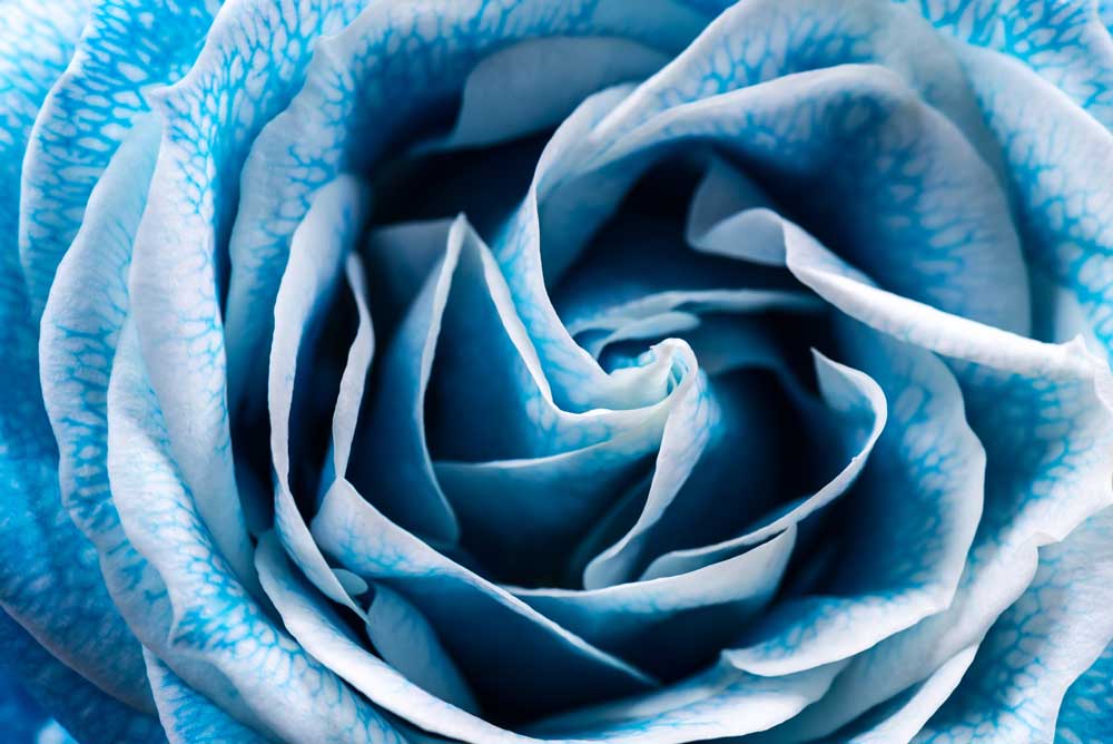 Full Bloom - Blue Rose (#AA_FBLOOM_05)