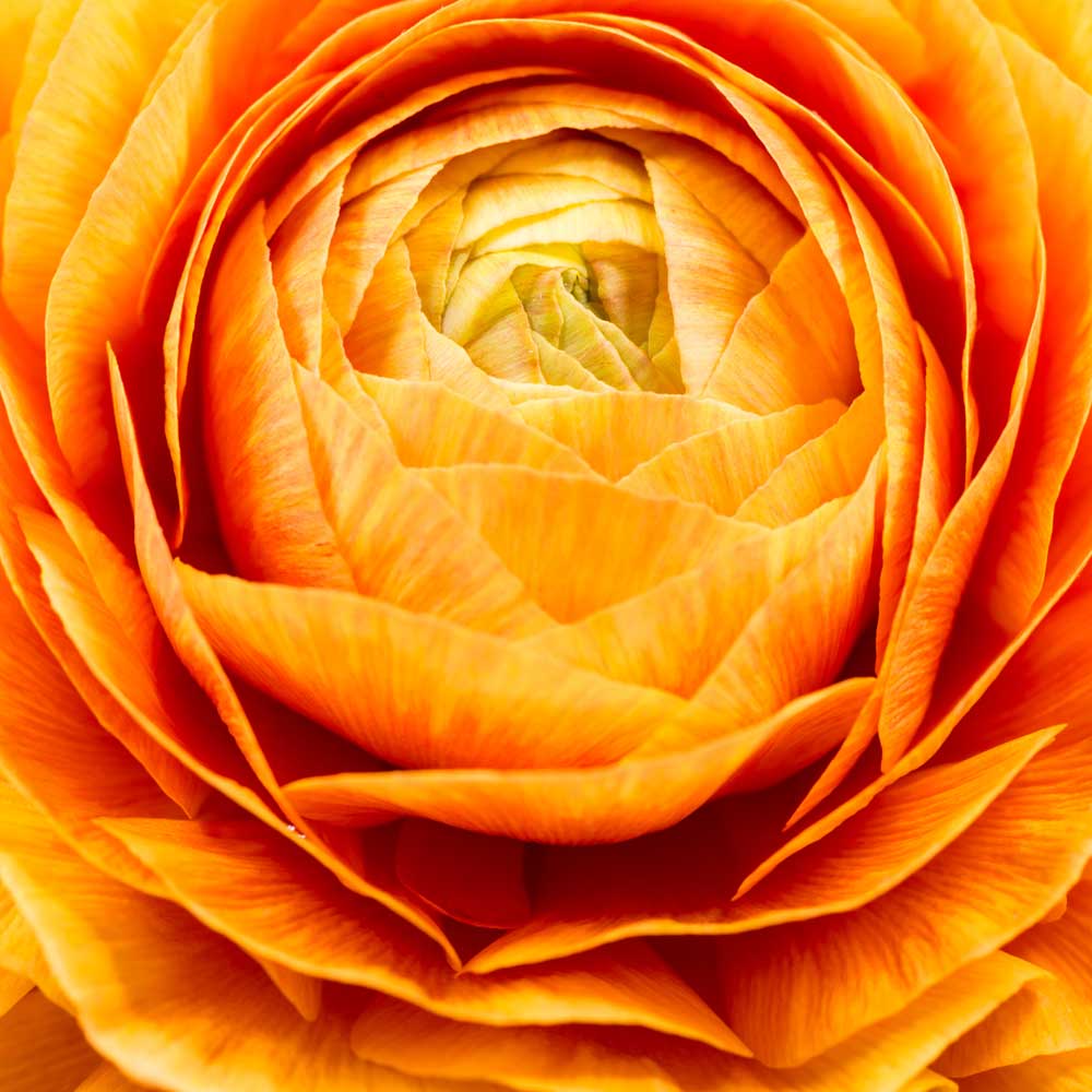 Full Bloom - Orange Ranunculus (#AA_FBLOOM_07SQ)