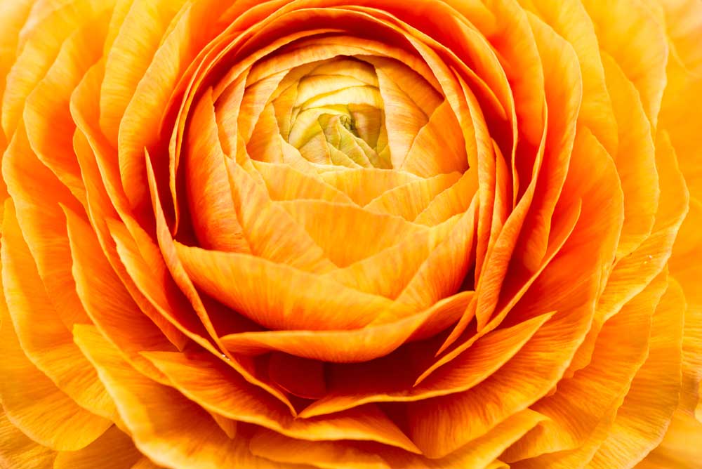 Full Bloom - Orange Ranunculus (#AA_FBLOOM_07)