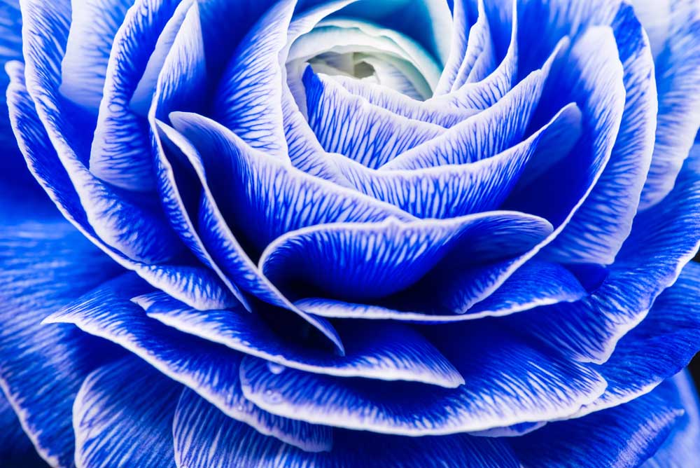 Full Bloom - Blue Ranunculus (#AA_FBLOOM_08)