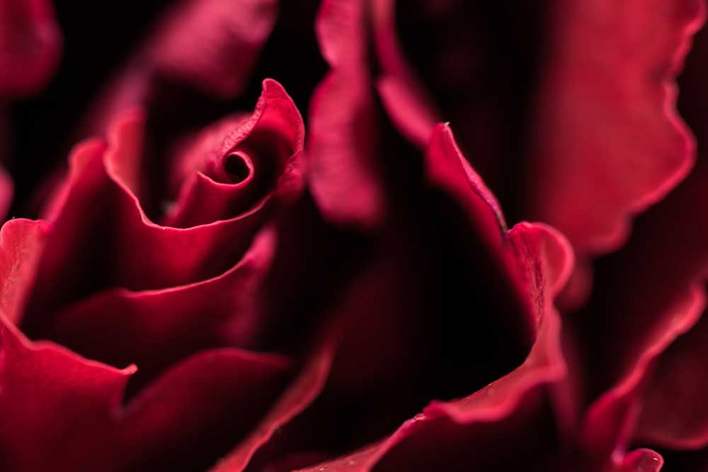Full Bloom - Red Red Rose (#AA_FBLOOM_09)