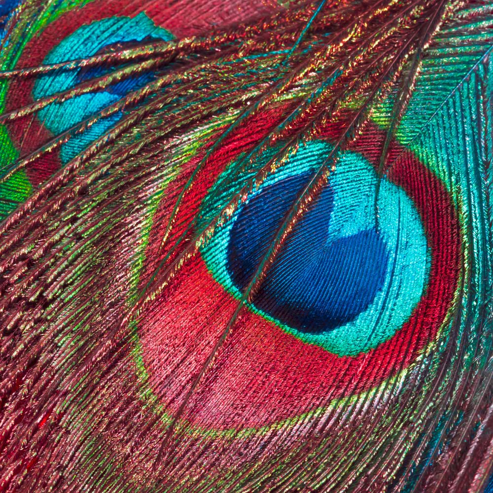 Feathering - Untitled  (#AA_FTH_05SQU)
