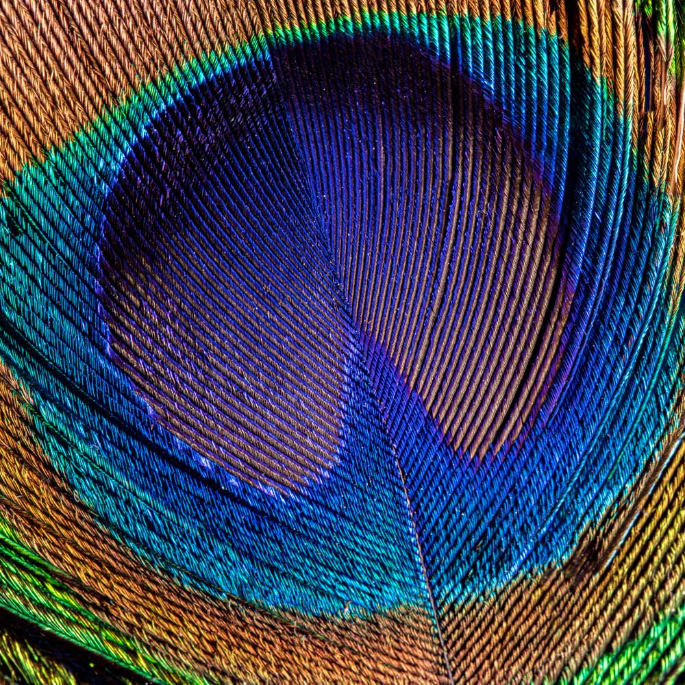 Feathering - Untitled  (#AA_FTH_06SQU)
