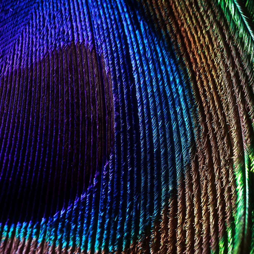 Feathering - Untitled  (#AA_FTH_09SQU)