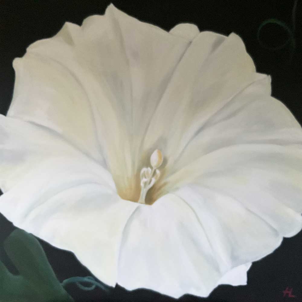 Lockdown Flowers - Hedge Bindweed III (#LF_08)