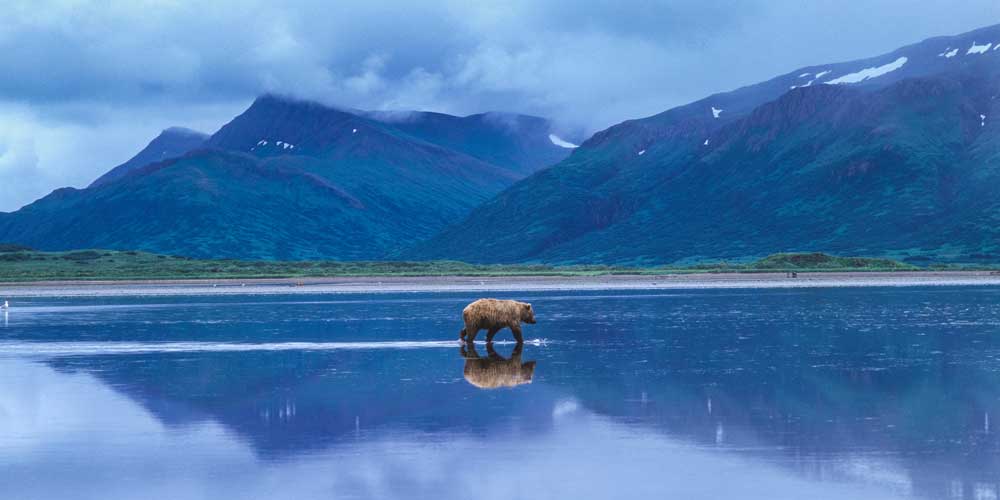 Lake Reflections - Brown bear crossing, Alaska (#AA_LAKESR_06P)