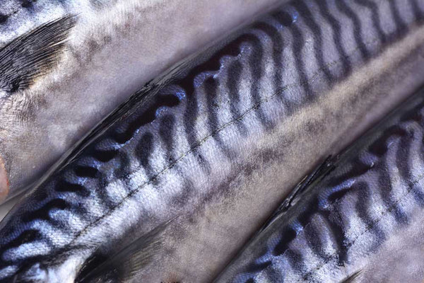 Macro Food - Mackerel Textures (#AA_MFOOD_06) - GingerWhite