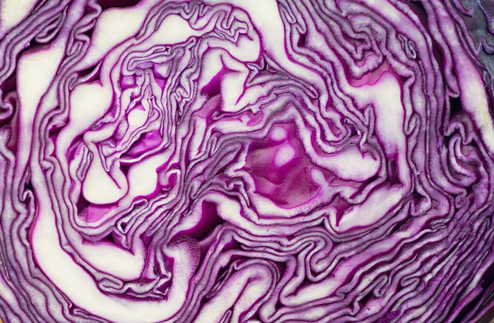 Macro Food - Red (Violet) Cabbage (#AA_MFOOD_14)