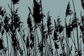 Mono Nature - Untitled (#MONONATURE_01)