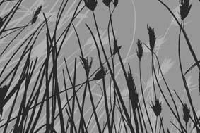 Mono Nature - Untitled (#MONONATURE_02)