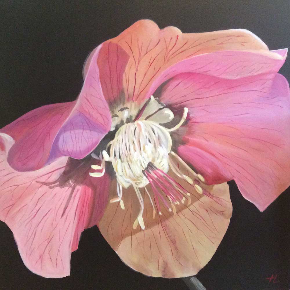 As The Bee Sees The Flower - March Pink Hellebore (#LF_11)