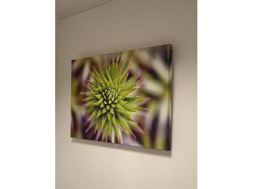 Pure - Star (#DODD_J_3025)