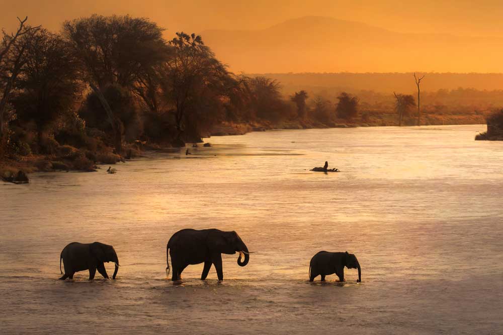 Rivers of the World - Elephants crossing the Zambezi river (#AA_RIVW_03)