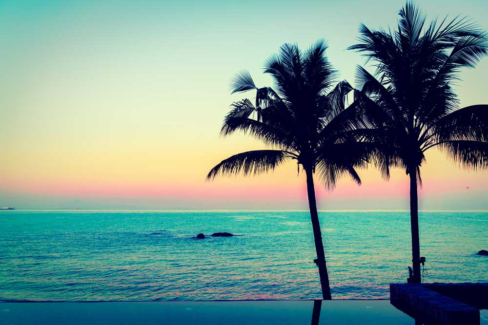 summer palm plant Summer Vibes - Twilight palm tree view (#AA_STIME_07)