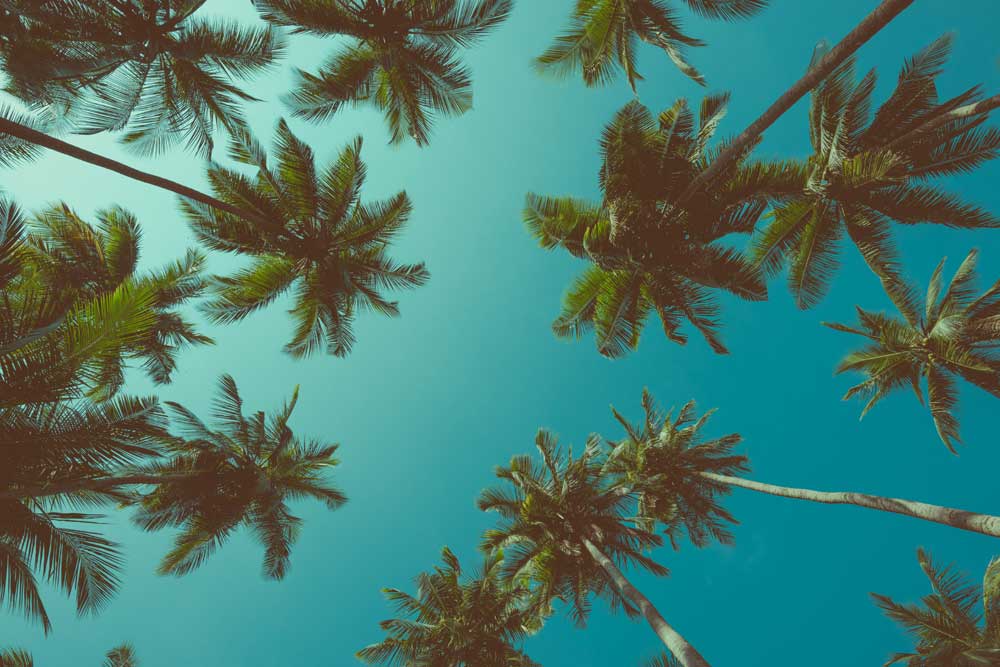 Summer Vibes - Tropical palm trees (#AA_STIME_10)