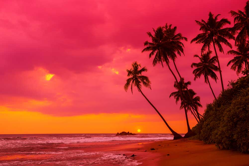 Summer Vibes - Tropical beach view (#AA_STIME_24)