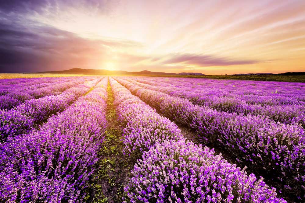 Sunset Fields - Lavender setting (#AA_SUNSETF_01)