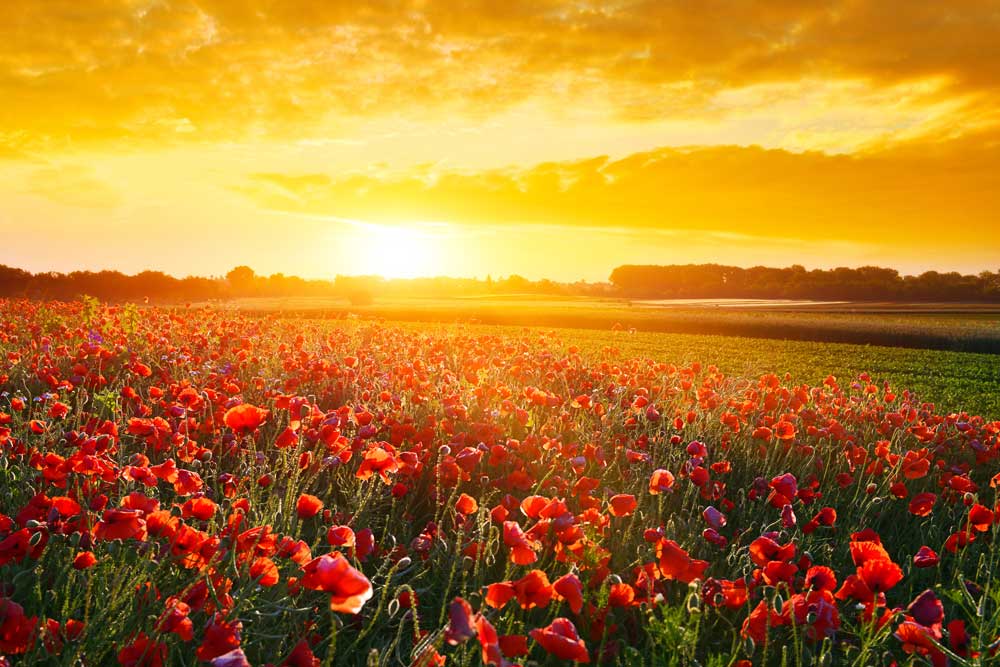 Sunset Fields - Summer poppies (#AA_SUNSETF_02)