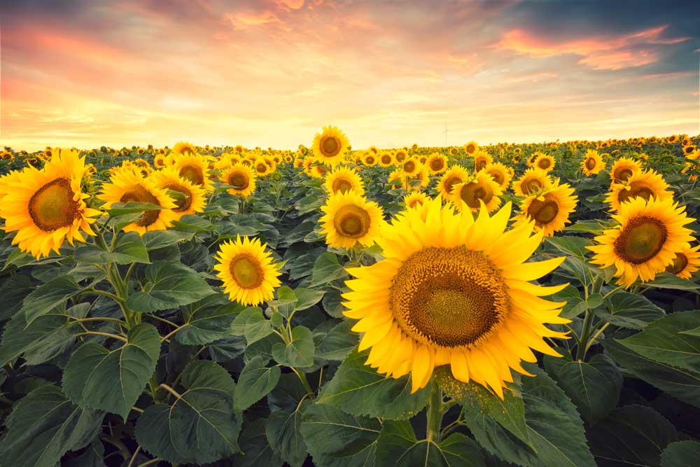 Sunset Fields - Sunflower glow (#AA_SUNSETF_05)
