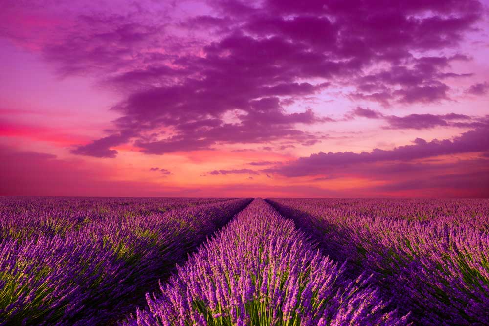 Sunset Fields - Lavender in Provence (#AA_SUNSETF_06)