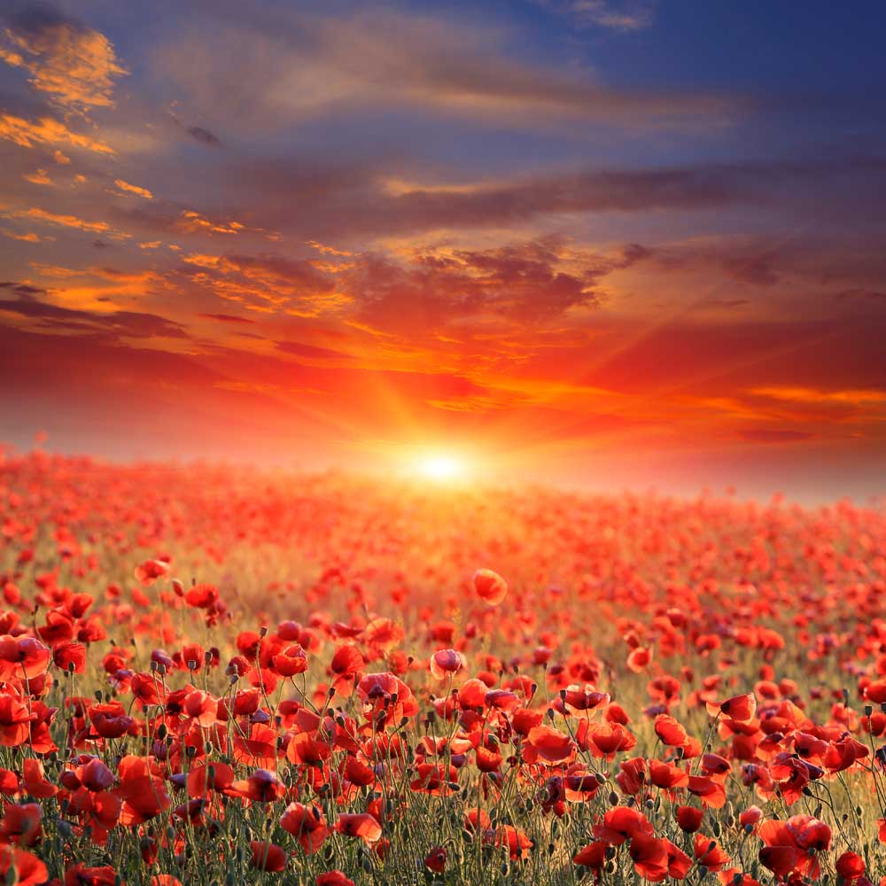 Sunset Fields - Poppy field (#AA_SUNSETF_08)