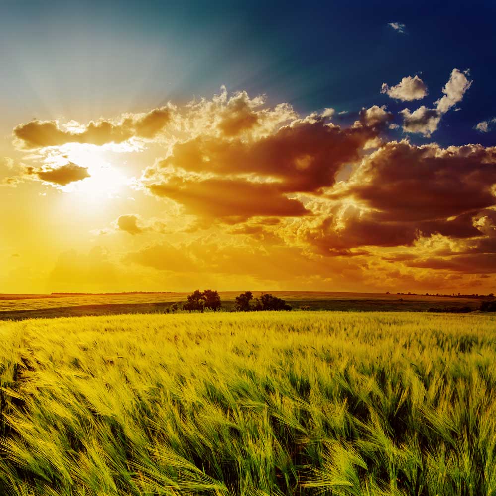 Sunset Fields - Glowing field (#AA_SUNSETF_09)
