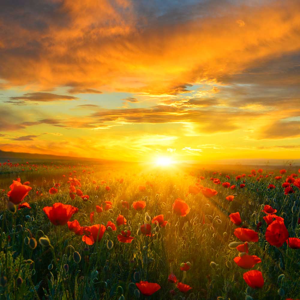 Sunset Fields - Field of poppies (#AA_SUNSETF_10)