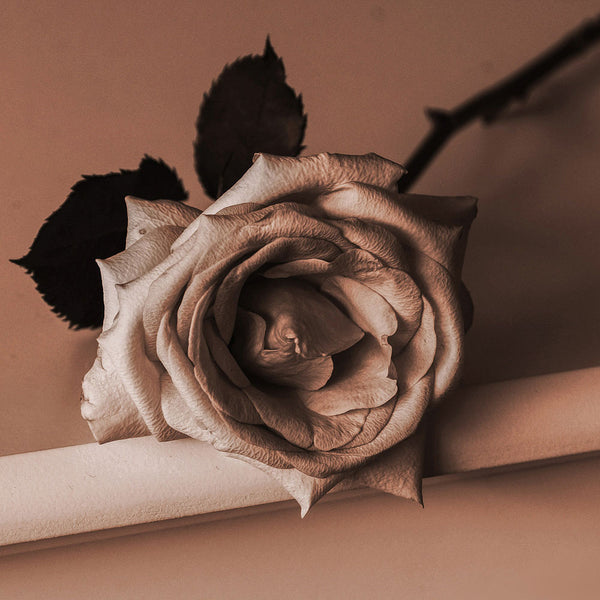 Sepia - Still Life Rose (#AA_SEPIA_02) - GingerWhite