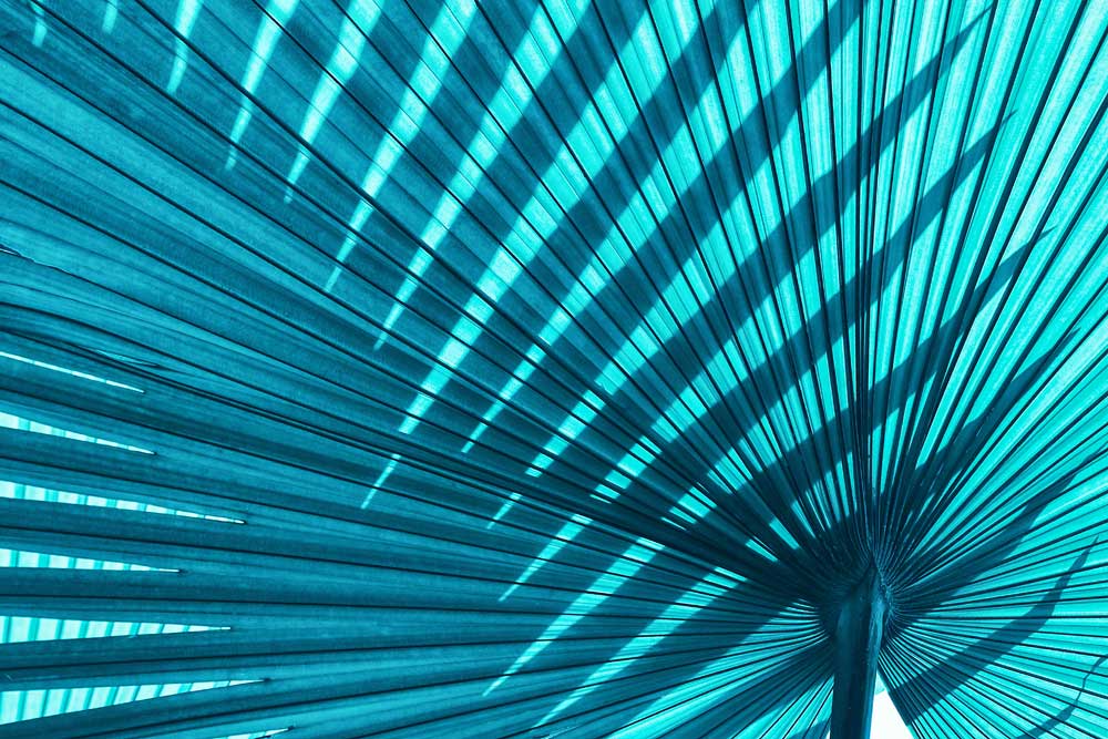 Tropical Foliage - Aqua palm (#AA_TROPL_01)