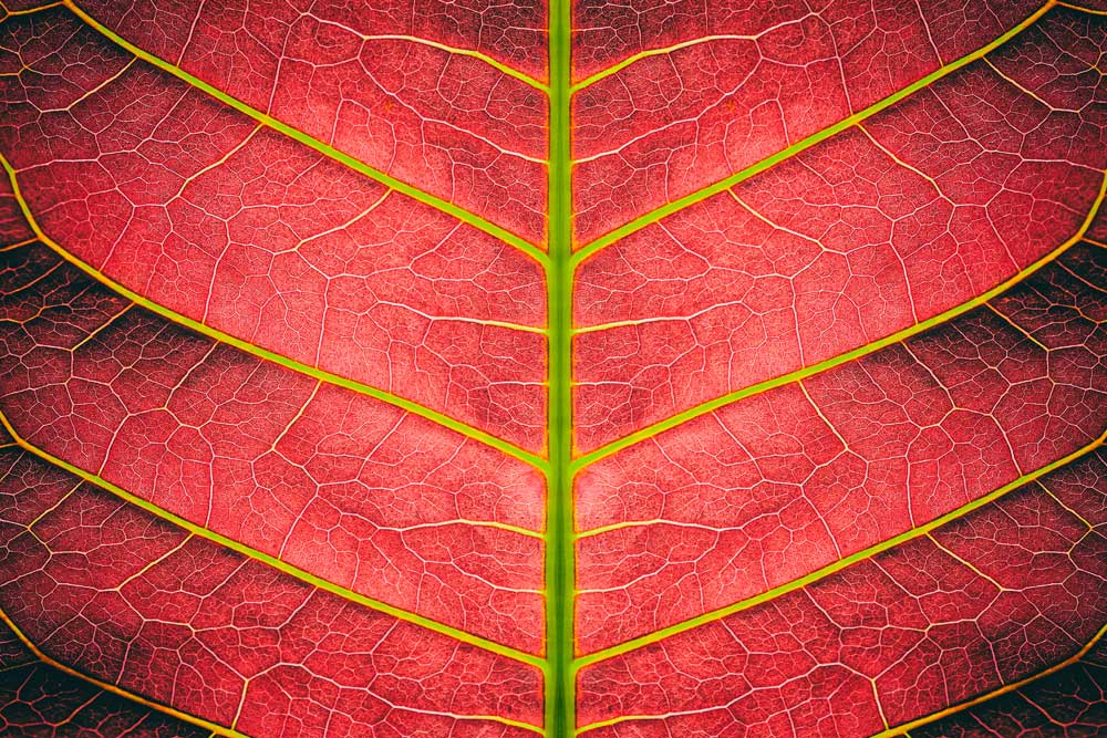 Tropical Foliage - Red striped foliage (#AA_TROPL_02)