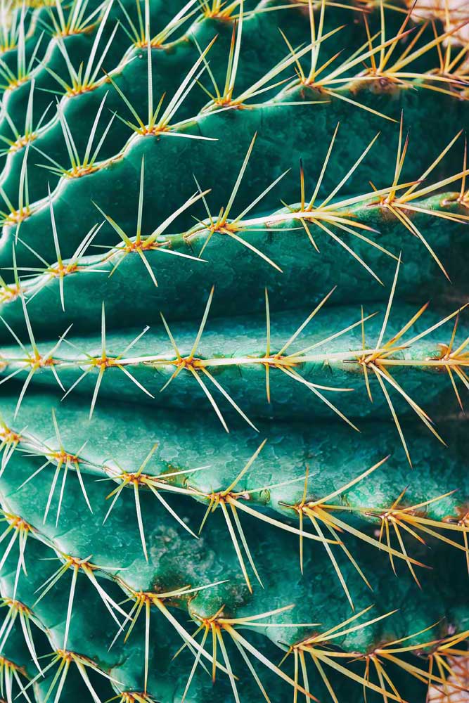 Tropical Foliage - Thorn cactus (#AA_TROPL_03P)