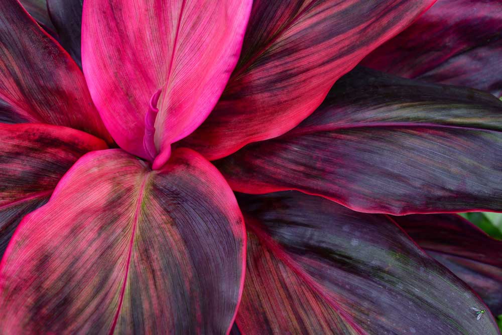 Tropical Foliage - Tropical leaves (#AA_TROPL_04)