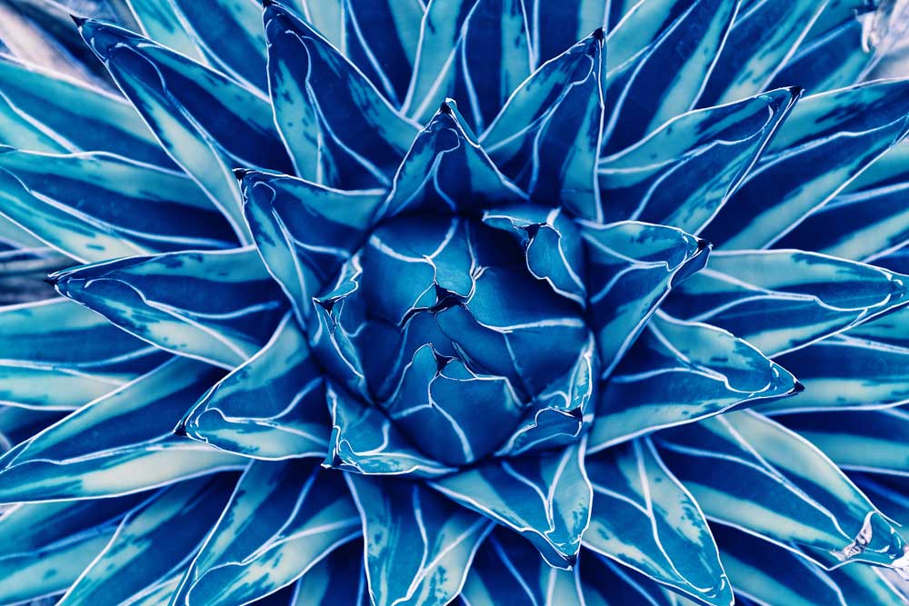 Tropical Foliage - Bright blue agave cactus (#AA_TROPL_05)