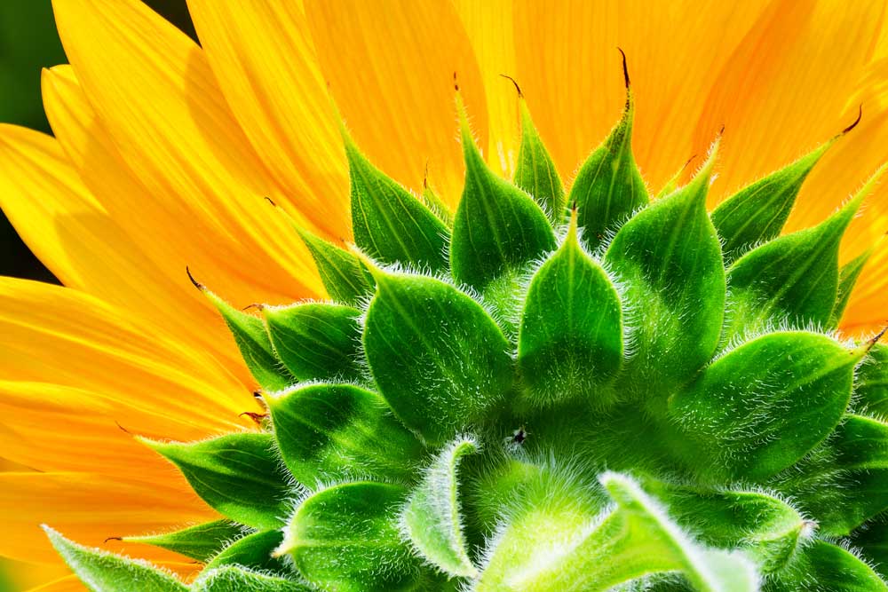 Tropical Foliage - Yellow and green (#AA_TROPL_06)