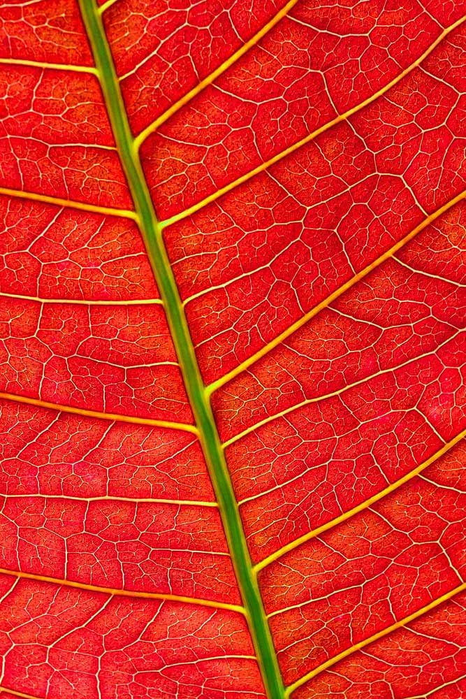 Tropical Foliage - Vibrant stripes (#AA_TROPL_07P)