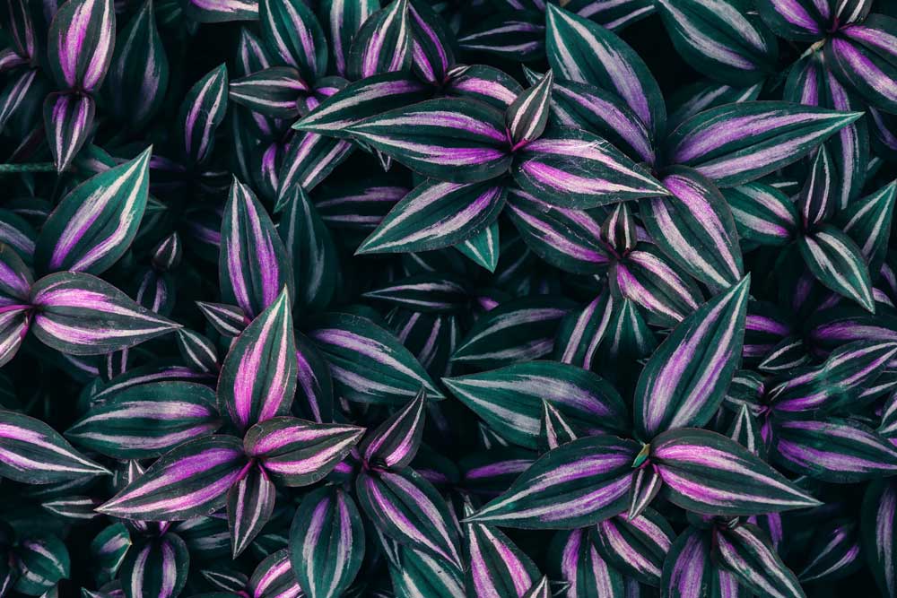 Tropical Foliage - Ornamental plant (#AA_TROPL_08)