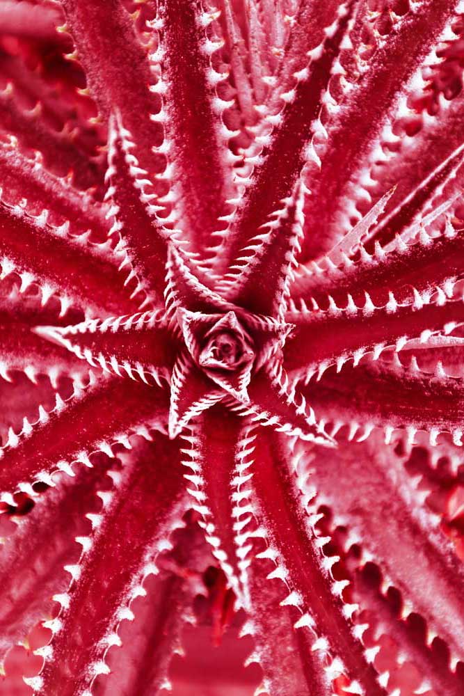 Tropical Foliage - Red thorns (#AA_TROPL_09P)