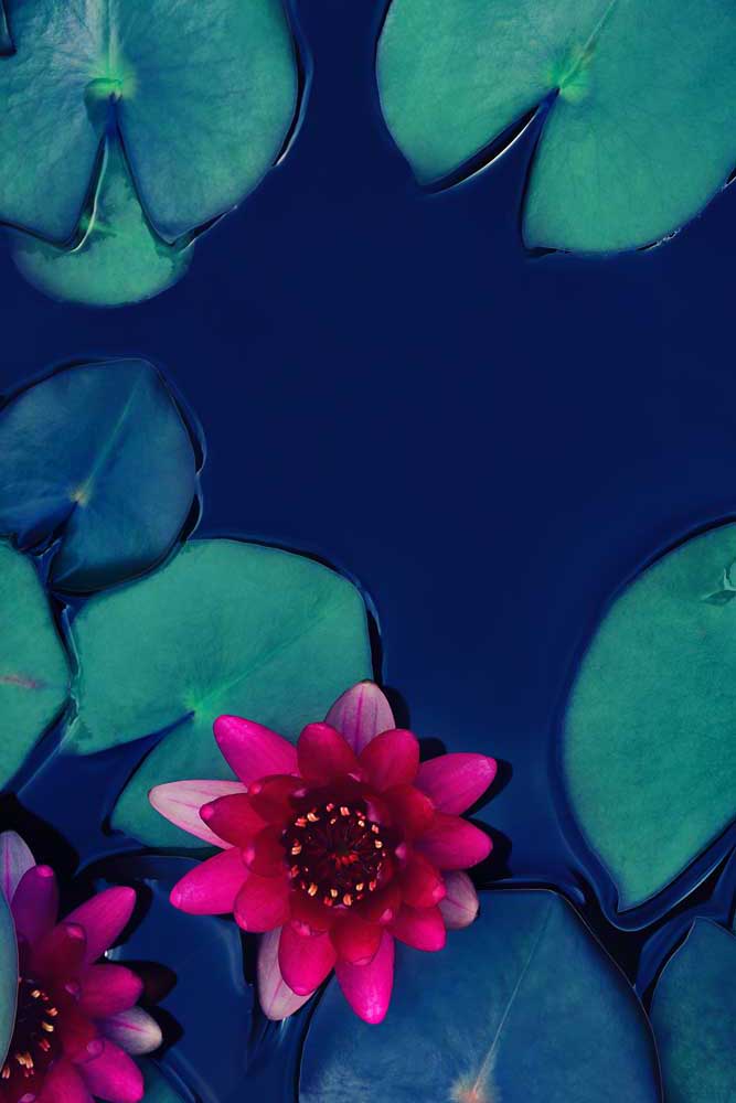 Tropical Foliage - Lotus water lily (#AA_TROPL_10P)